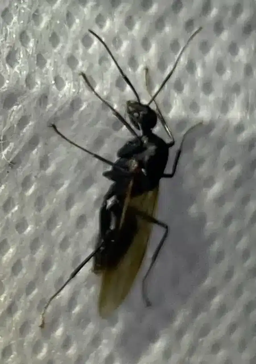 Black fly on a white surface