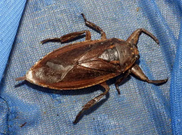 Water Bugs 101: What They Are and How to Eliminate Them