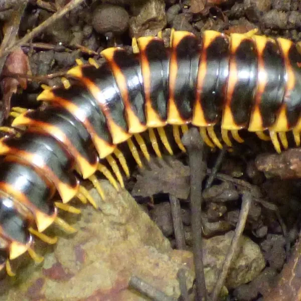 Close-up of a black and gold flat millipede showing distinctive yellow and black banded segments