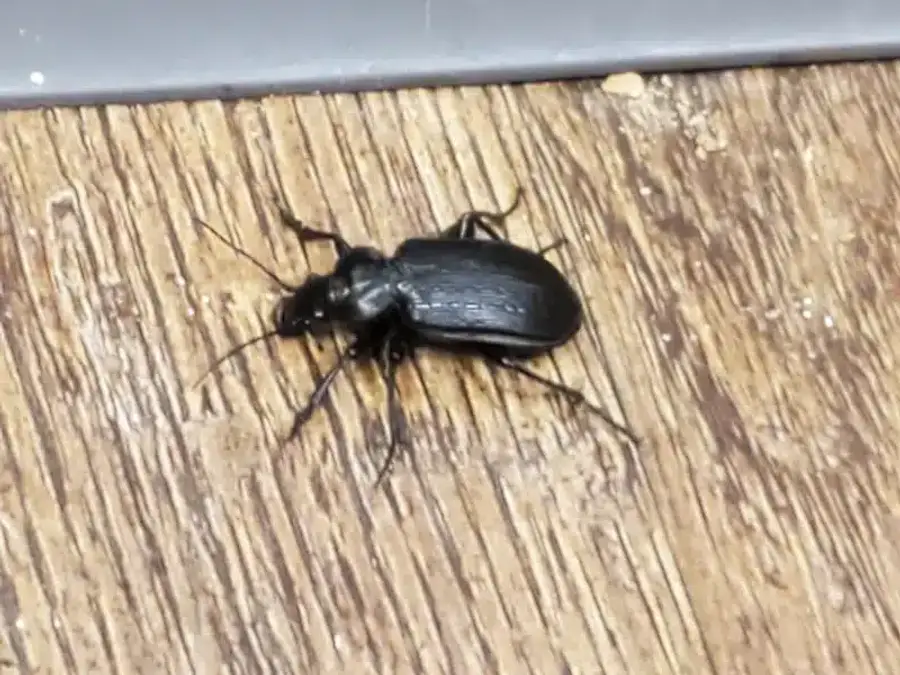 Black ground beetle on indoor floor showing visible head and hard wing covers