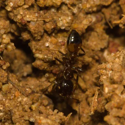 Close-up of a black imported fire ant on soil showing its dark brown to black coloration and segmented body