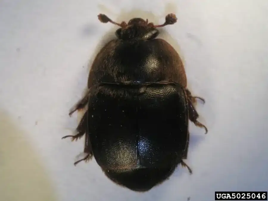 Close-up of a black [larder beetle](/pests/carpet-beetles/larder-beetles/)
