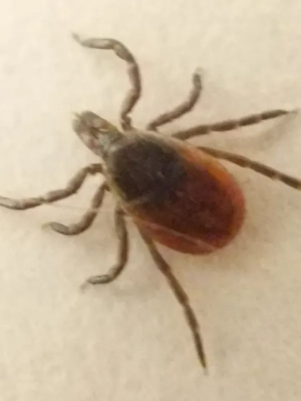 Close-up of a black-legged tick showing its reddish-brown body and characteristic dark legs