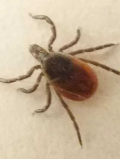 Black-legged Ticks