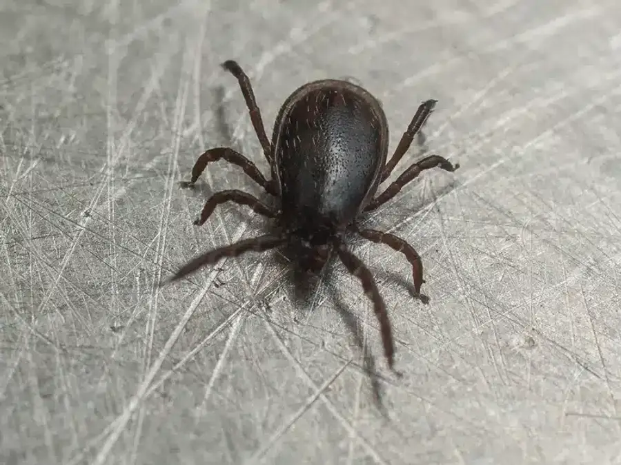 Close-up of a black-legged tick