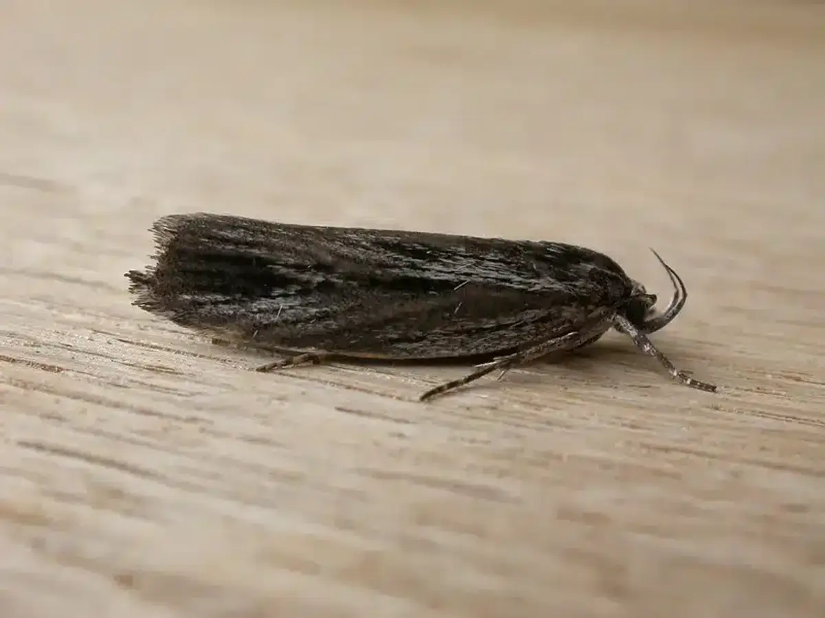Black moth resting on wooden surface