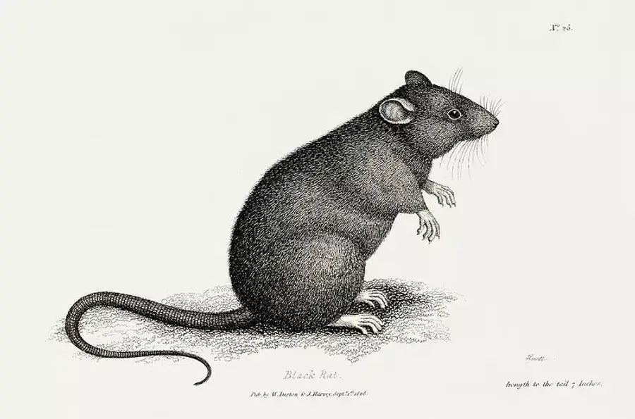 Illustration of a black rat