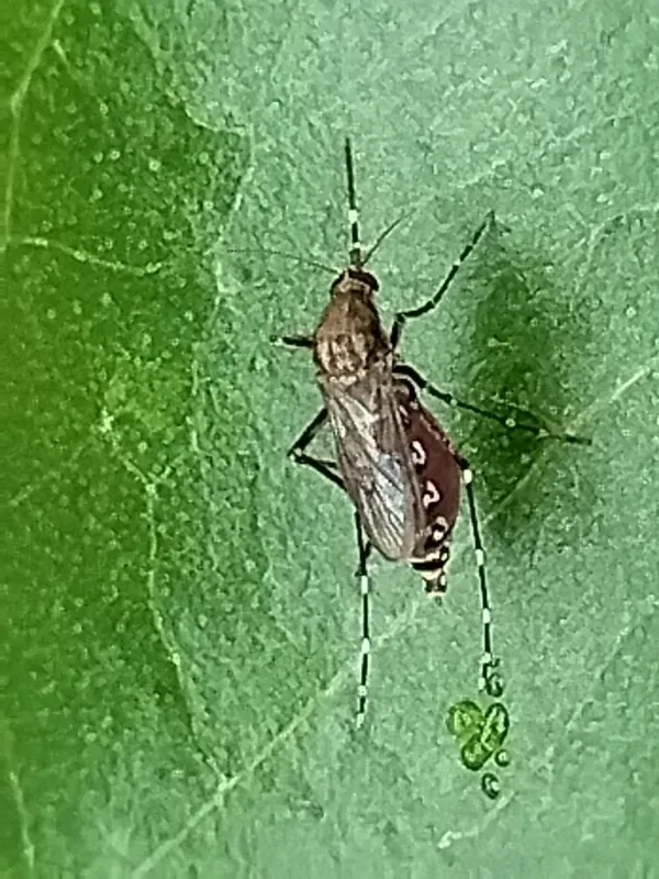 Black saltmarsh mosquito resting on a green leaf showing its dark body with distinctive white leg bands