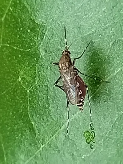 Black saltmarsh mosquito resting on a green leaf showing its dark body with distinctive white leg bands