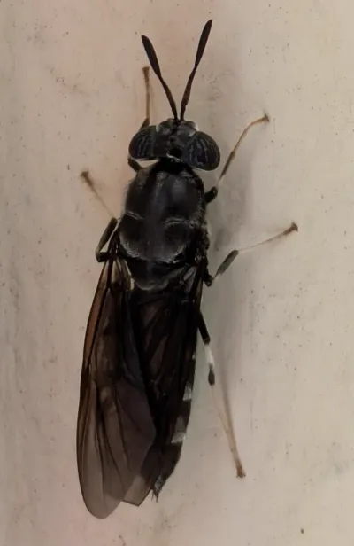 Black Soldier Flies