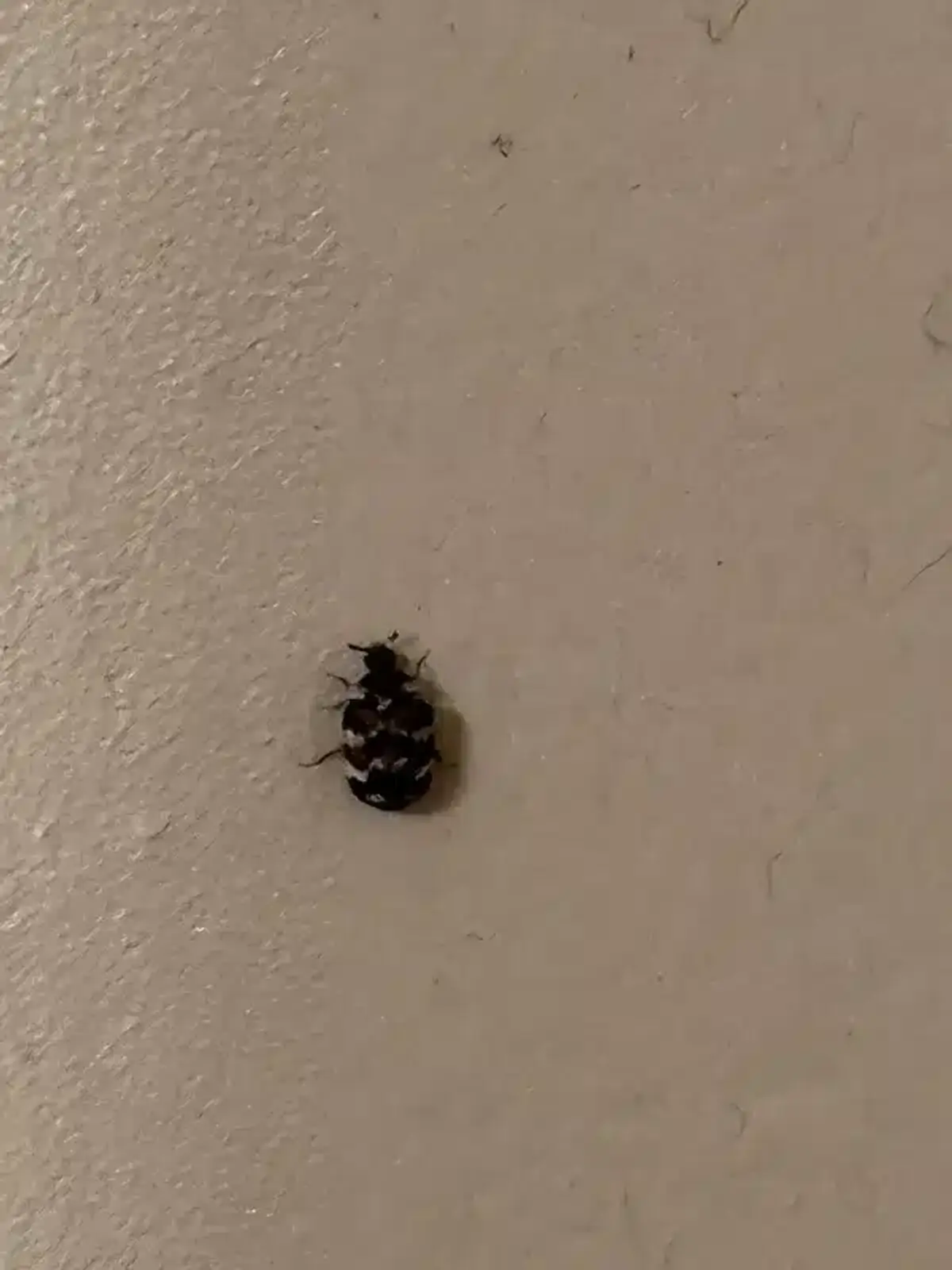 Close-up of a black-spotted pest