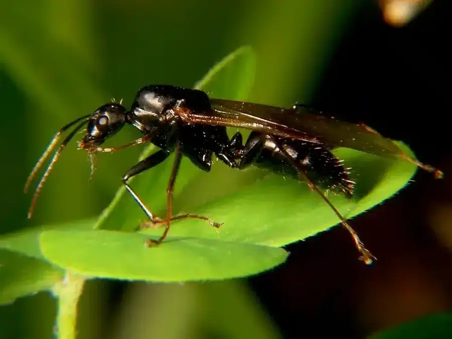 Black ant on a green leaf showing body shape