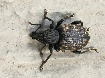 Black Vine Weevil