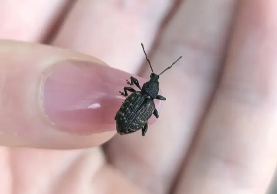 Small black vine weevil resting on a person's fingertip for scale