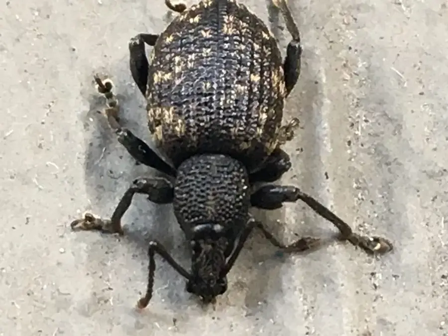 Black vine weevil with speckled wing covers on a light-colored exterior wall