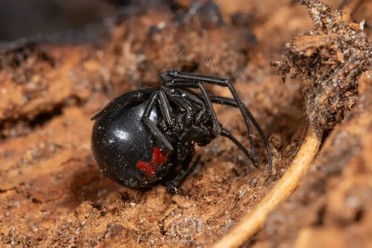 Glossy black widow spider showing the red hourglass marking on its underside