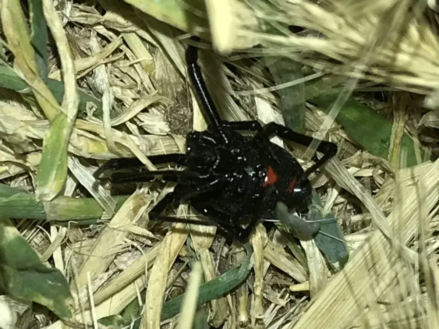 Black widow spider with glossy black abdomen in a tangled web