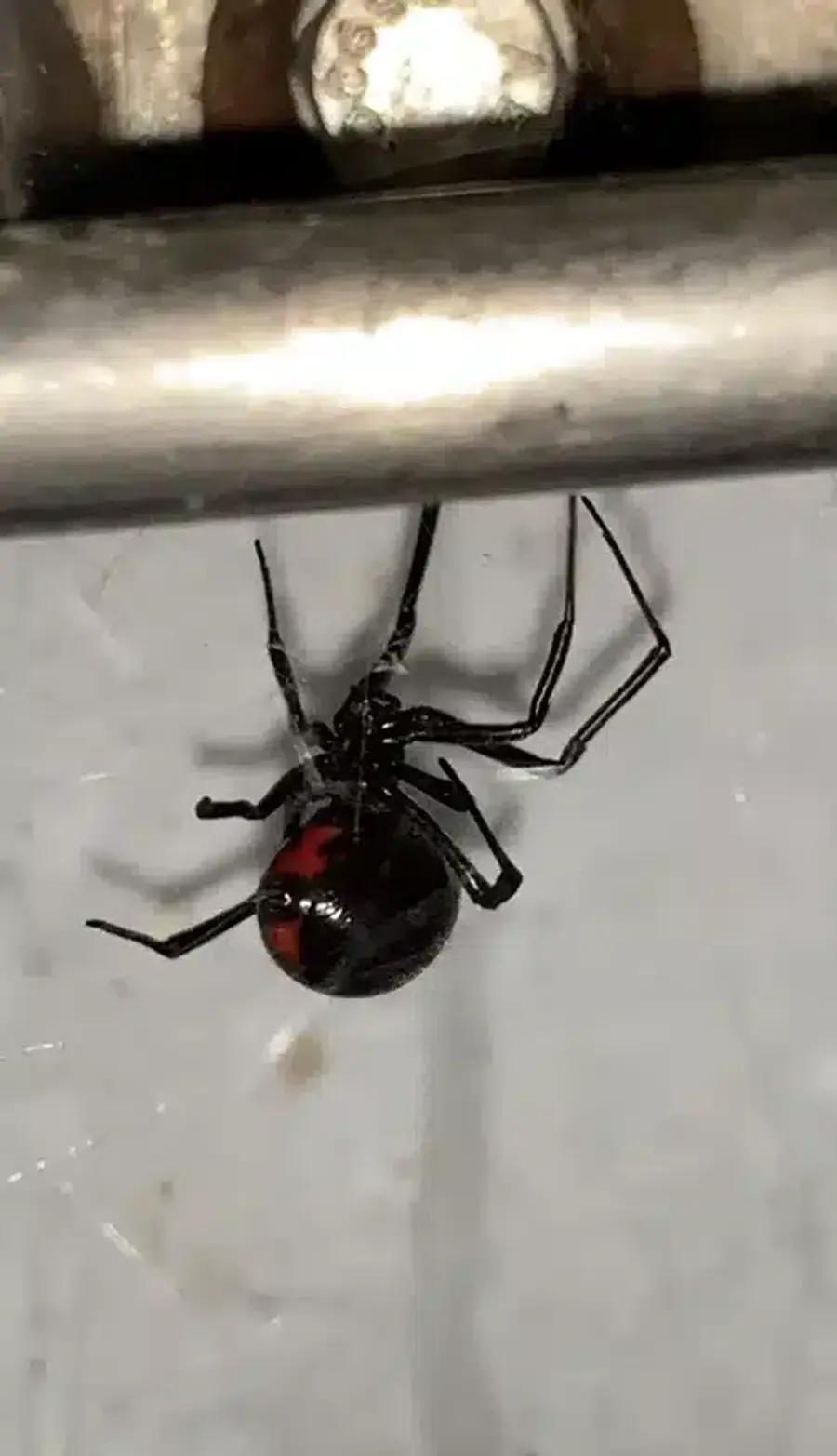 Southern black widow hanging upside down showing the complete red hourglass on the underside of her abdomen