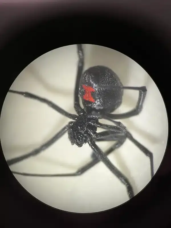 Poisonous Spiders in Virginia: The 2 That Actually Matter