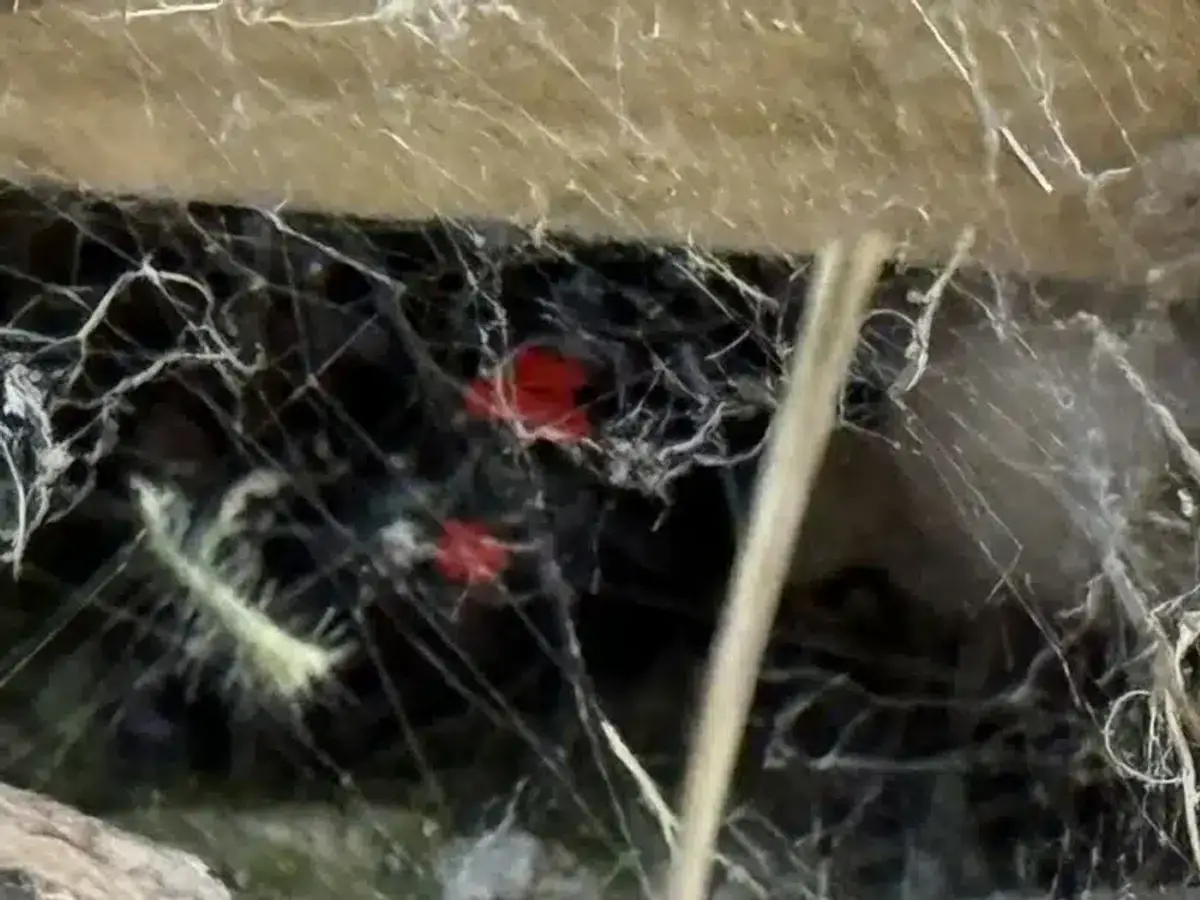 Messy tangled web structure built by a black widow spider in a dark corner