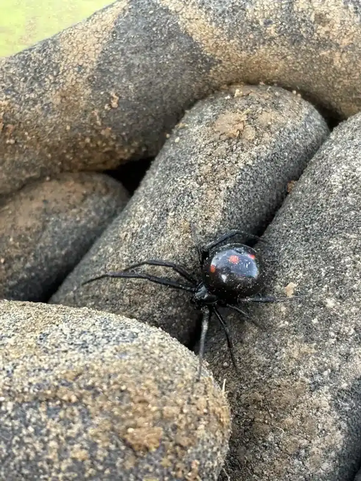 Black widow spider on protective glove demonstrating safe handling