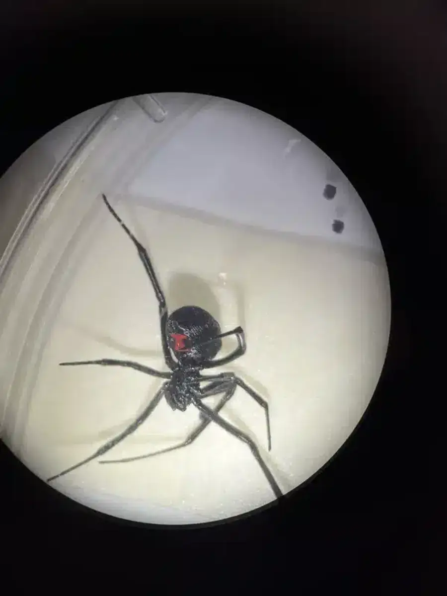 Black widow spider in a container