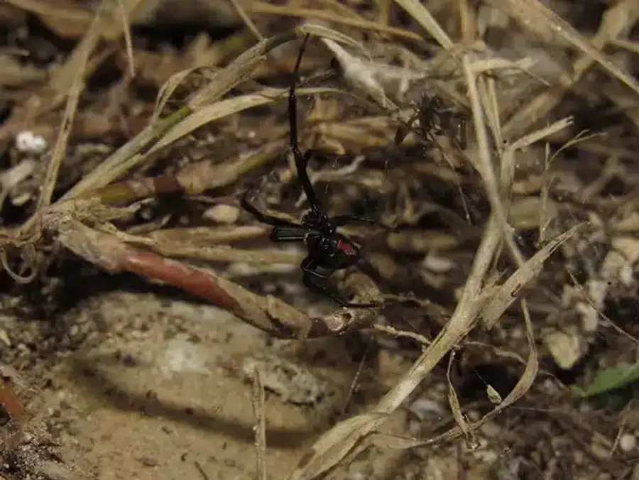 Black widow spider among dry grass