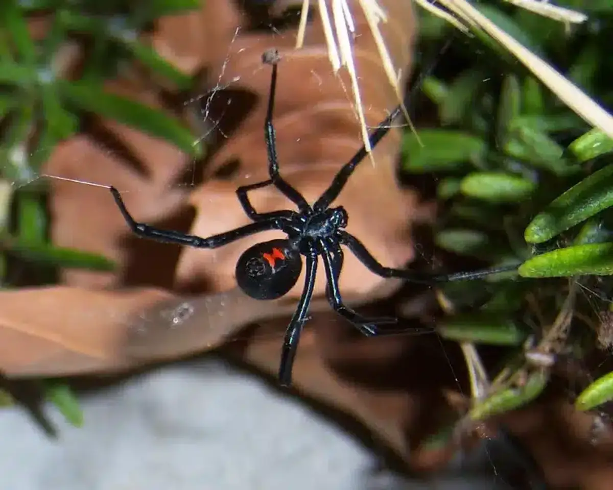Female black widow spider showing glossy black body and red hourglass marking