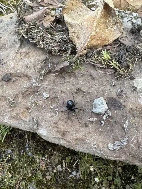 How To Get Rid of Spiders in House: No More Webs & Crawlers