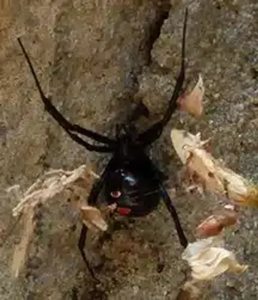 Black widow spider on a wall