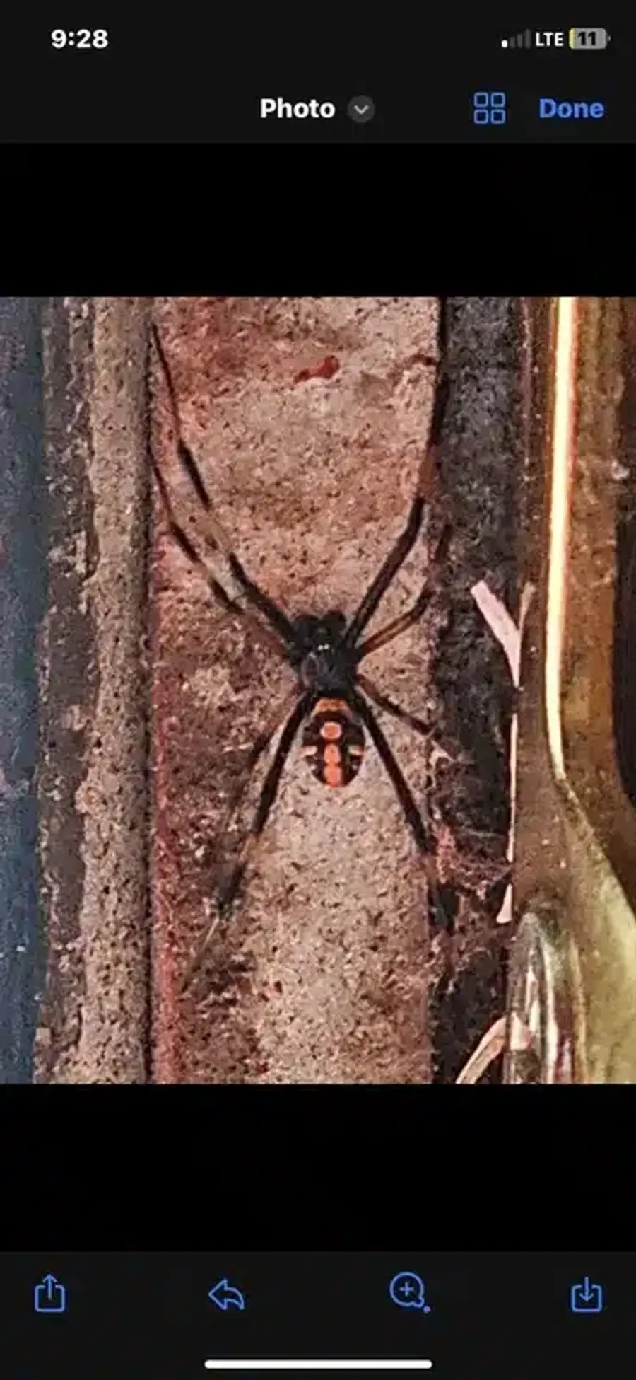 Black widow spider on a wall