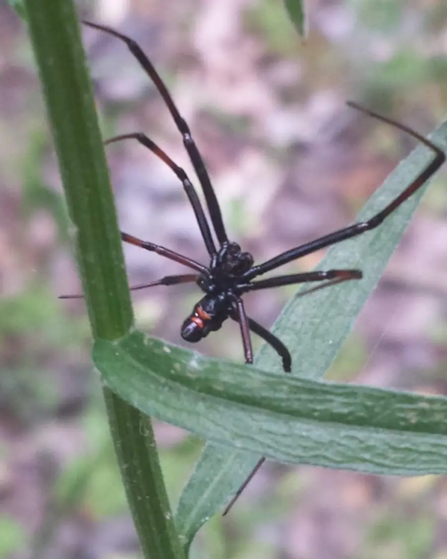 Northern black widow spider on plant with visible red markings