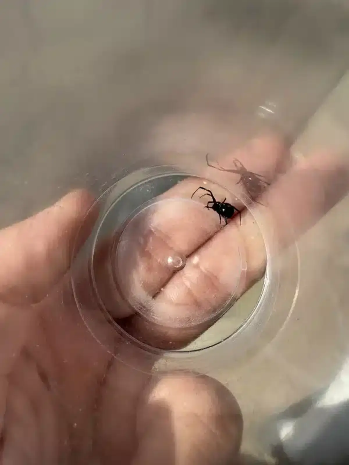 Side-by-side photo of a black widow and a brown recluse spider inside a cup for direct visual comparison - use this if you need an image directly comparing black widow and brown recluse spiders.