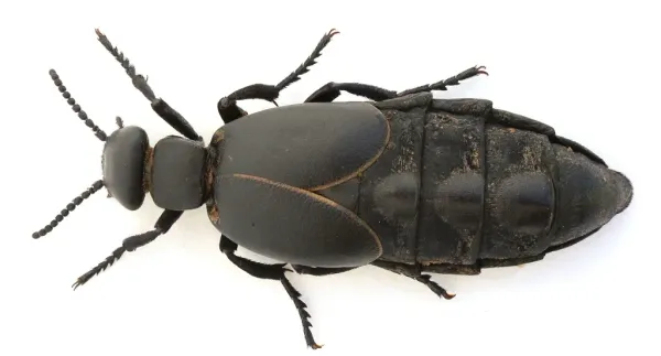 Top-down view of a dark blister beetle showing its characteristic elongated soft body and narrow neck