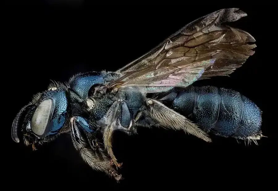 Close-up of a blue bee