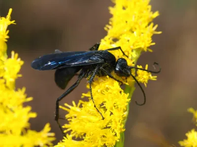 Blue-Black Spider Wasp
