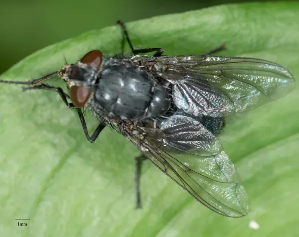 Top-down view of a blue bottle fly showing its metallic blue body on a green leaf