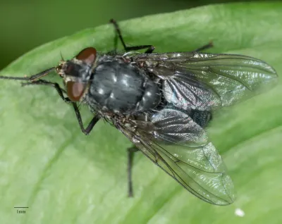 Top-down view of a blue bottle fly showing its metallic blue body on a green leaf