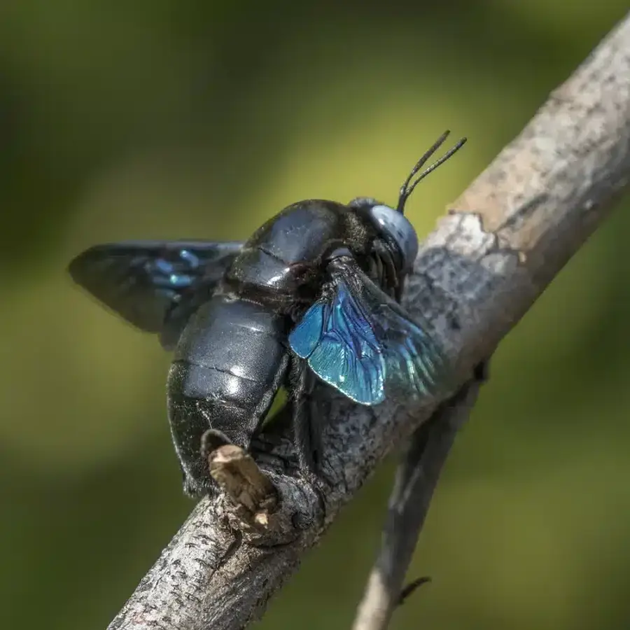 Close-up of a blue-black bee