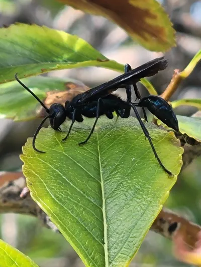 Blue mud dauber wasp with metallic blue body perched on a green leaf