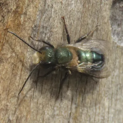 Top-down view of a blue orchard bee showing its metallic blue-green coloring on weathered wood
