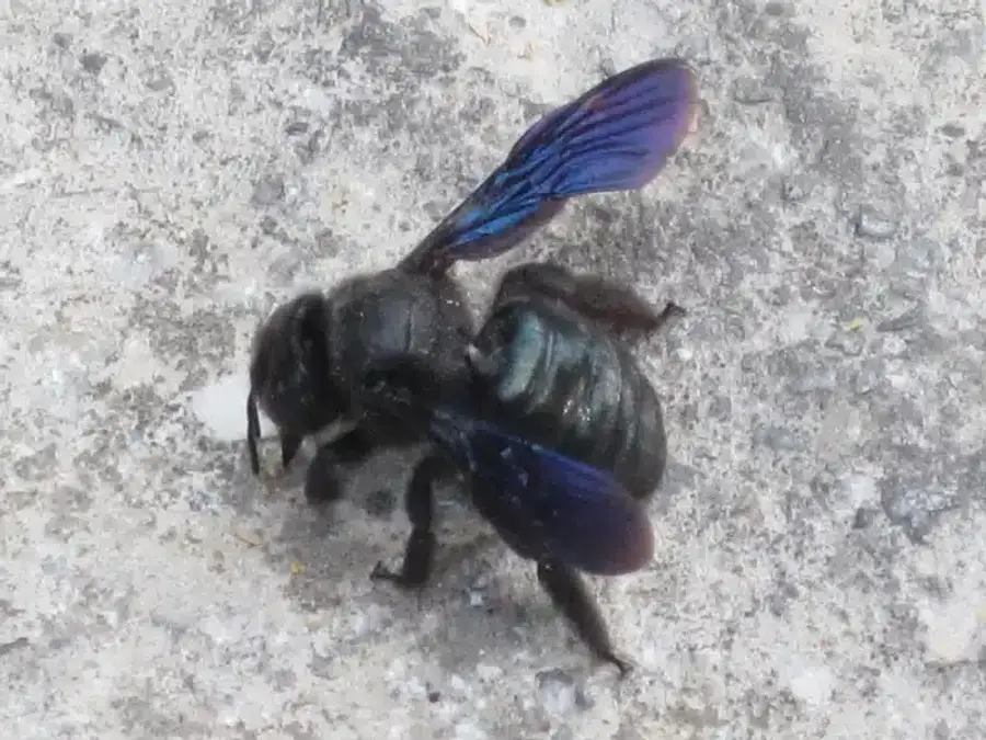 Bee with blue wings on concrete