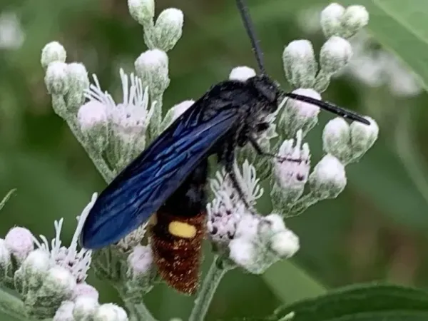 Blue-winged wasp on white boneset flowers showing iridescent blue wings and a yellow spot on its reddish-brown abdomen