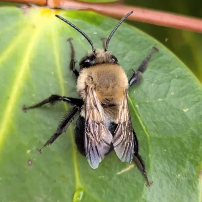 Top-down view of a blueberry bee resting on a green leaf showing its tan thorax and black abdomen
