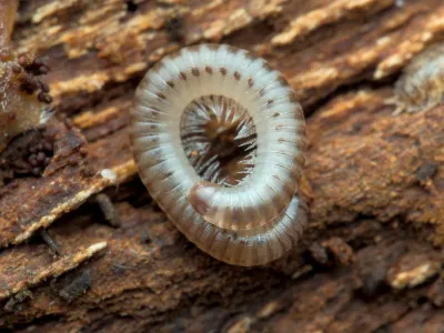 Blunt-tailed snake millipede curled in defensive position on tree bark
