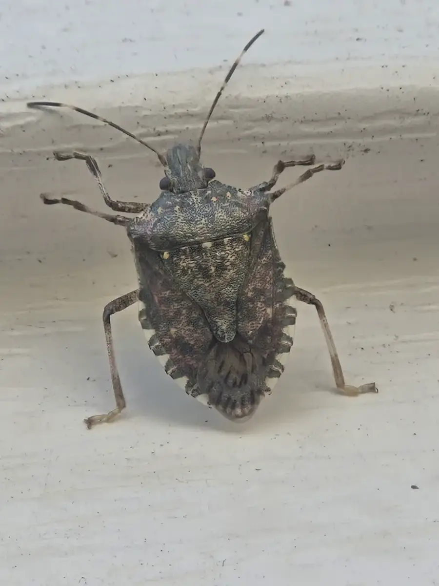 Brown marmorated stink bug on white wall showing mottled brown marble pattern