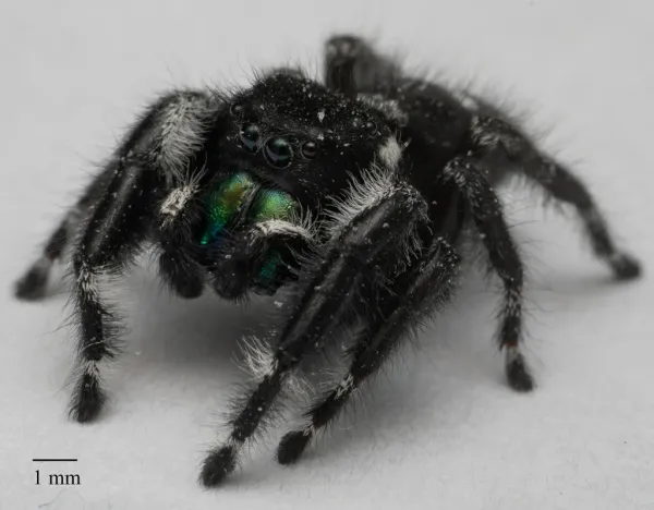 Bold jumping spider showing characteristic black body with white spots and iridescent green chelicerae on gray surface with scale reference