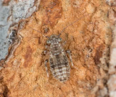 Booklouse showing characteristic soft body and banded pattern on bark surface