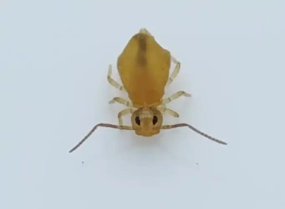 Top-down view of a yellowish booklouse for identification purposes