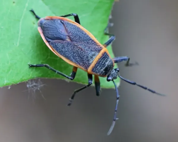 Top-down view of an adult bordered plant bug showing its dark body with distinctive orange border along the wing margins on a green leaf